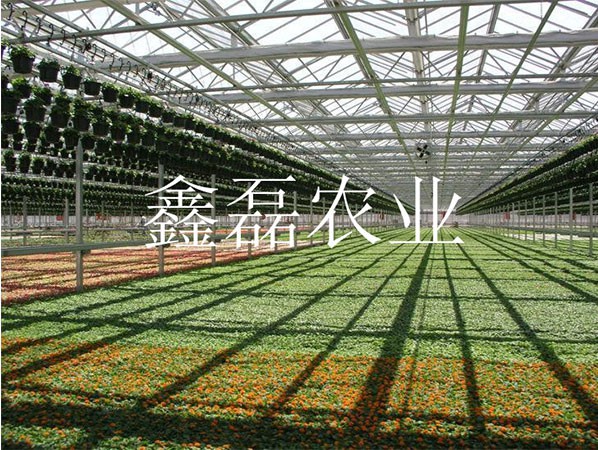 花卉、育苗基地