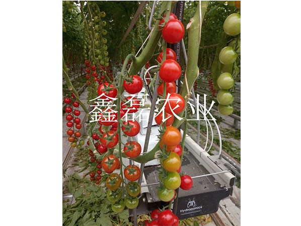 花卉、育苗基地